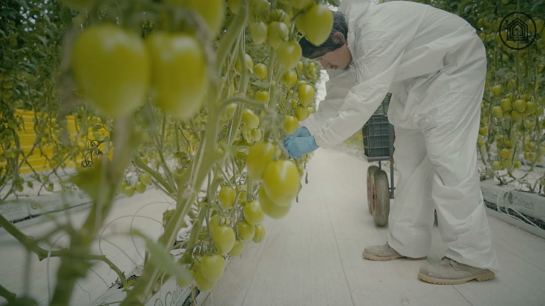 Mano con guante cosechando racimos de tomate