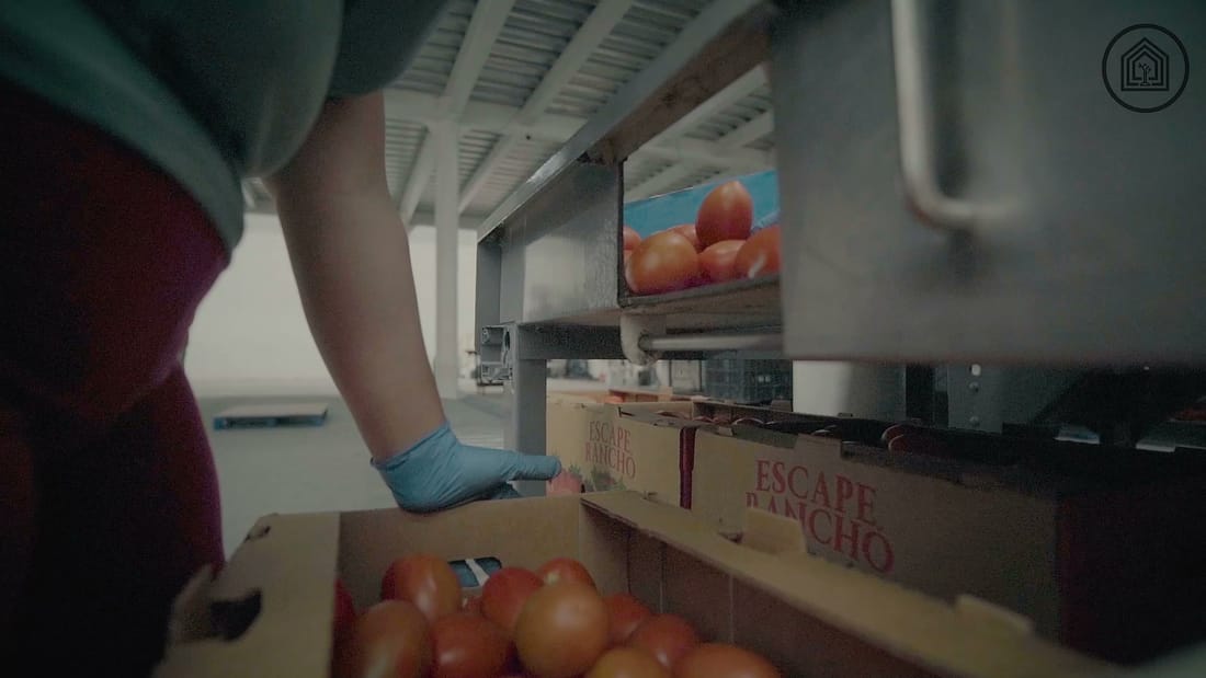 Tomate empacándose en la caja de exportación de 25 lb