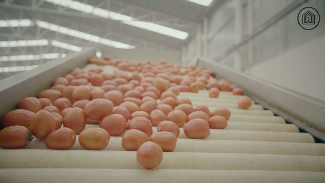 Línea de rodillos separando tomate por calibre