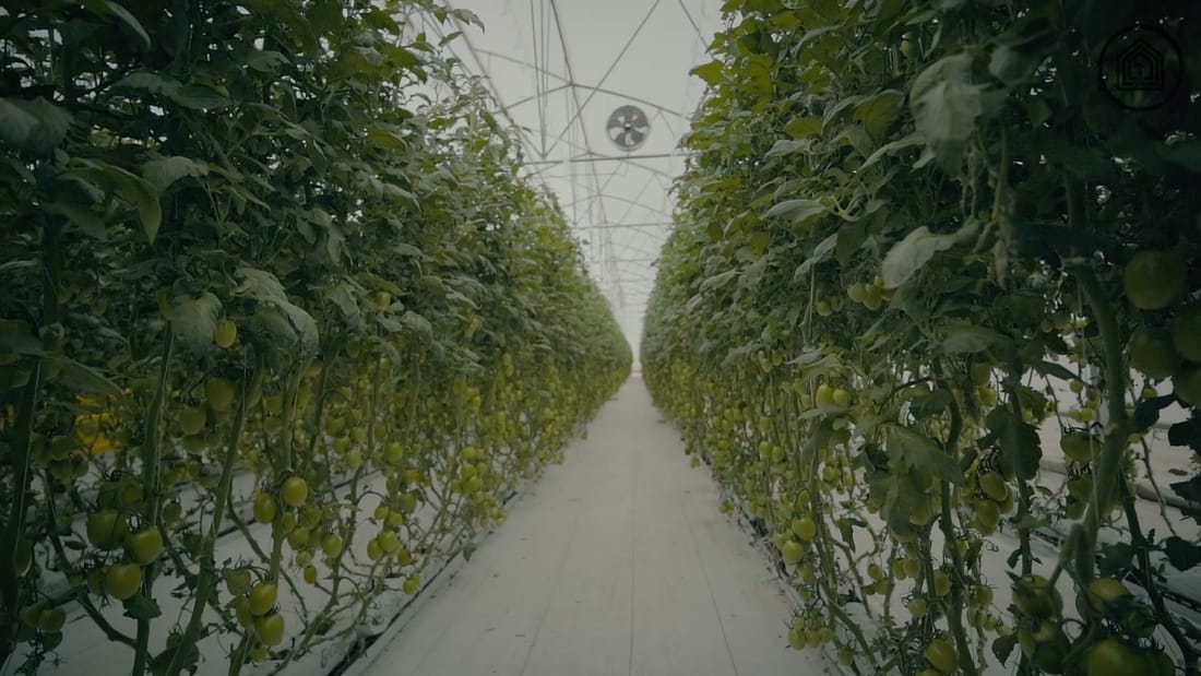 Pasillo de invernadero con hileras de plantas de tomate