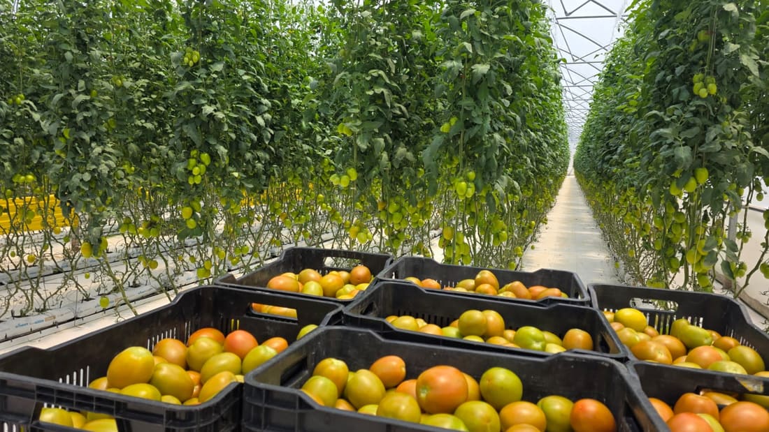 Rejas de tomate recién cosechado entre las hileras del invernadero